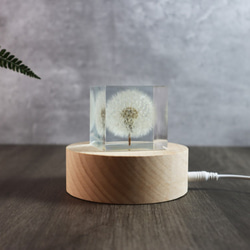 夢天涯 蒲公英冰磚 ( 方5cm ) Taraxacum Brick Taiwan 第2張的照片