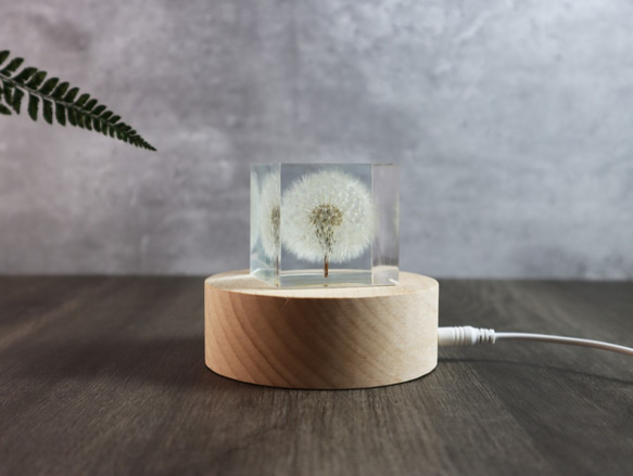 夢天涯 蒲公英冰磚 ( 方5cm ) Taraxacum Brick Taiwan 第2張的照片