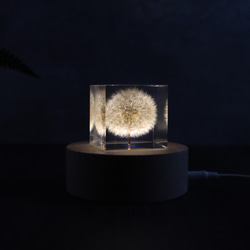 夢天涯 蒲公英冰磚 ( 方5cm ) Taraxacum Brick Taiwan 第3張的照片