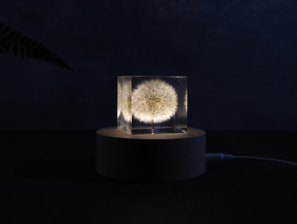 夢天涯 蒲公英冰磚 ( 方5cm ) Taraxacum Brick Taiwan 第3張的照片