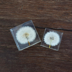 夢天涯 蒲公英冰磚 ( 方5cm ) Taraxacum Brick Taiwan 第4張的照片