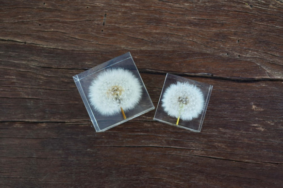 夢天涯 蒲公英冰磚 ( 方5cm ) Taraxacum Brick Taiwan 第4張的照片