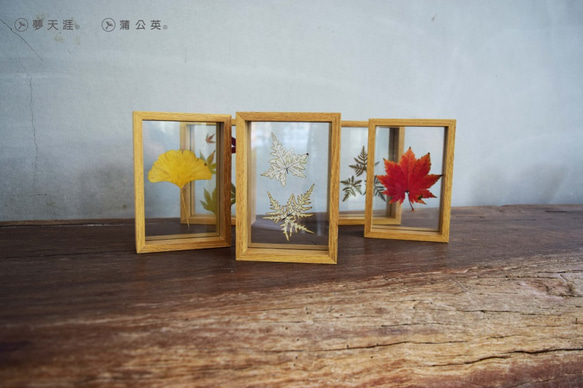 夢天涯 雙面玻璃相框/楓葉/蕨類/植物 第4張的照片