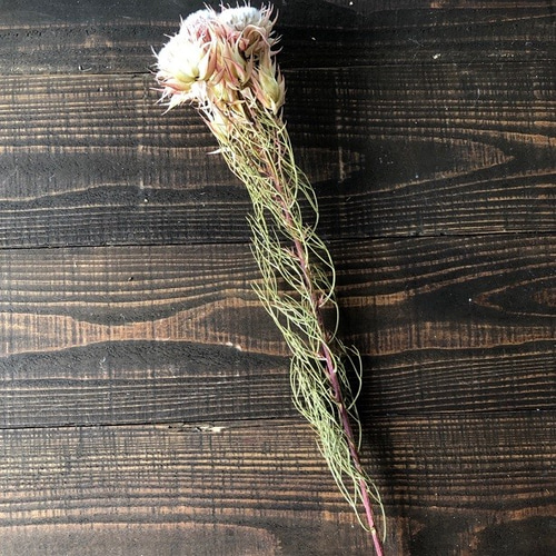 セルリア ブラッシングブライド ピンク45～50cm 1本 ドライ