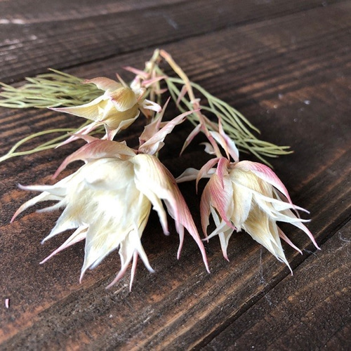 ❇️セルリア ブラッシング❣️ドライフラワー セルリア ブラッシングブライトピンク】 こんにちは