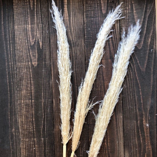 早生パンパスグラス パンパスグラス早生タイプ 約80cm 3本 ドライフラワー 花材 オフ