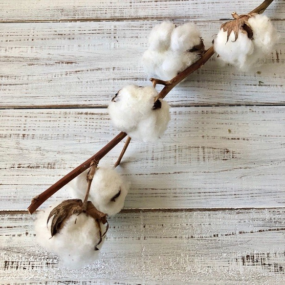 コットンフラワー 1本 5ヘッド 高クオリティ ドライフラワー 花材