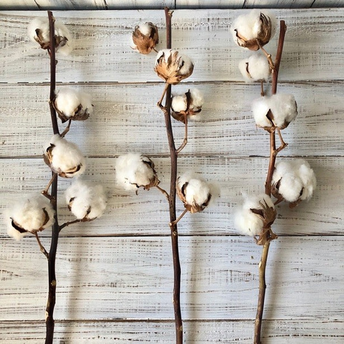 コットンフラワー 1本 5ヘッド 高クオリティ ドライフラワー 花材