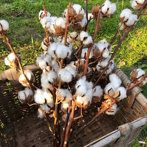 コットンフラワー 1本 5ヘッド 高クオリティ ドライフラワー 花材