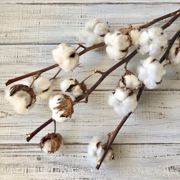 コットンフラワー 3本 5ヘッド 高クオリティ ドライフラワー 花
