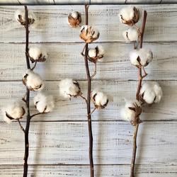 コットンフラワー 3本 ５ヘッド 高クオリティ ドライフラワー　花材　オフホワイト 綿花 綿の花 綿の実 インテリア 4枚目の画像