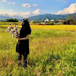 コットンフラワー 3本 ５ヘッド 高クオリティ ドライフラワー　花材　オフホワイト 綿花 綿の花 綿の実 インテリア 7枚目の画像