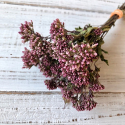 フジバカマ ショートピンク 20本セット ドライフラワー花材 ハー