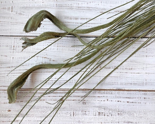 石化エニシダ 100cm 1本 高クオリティ ドライフラワー 花材 そのまま