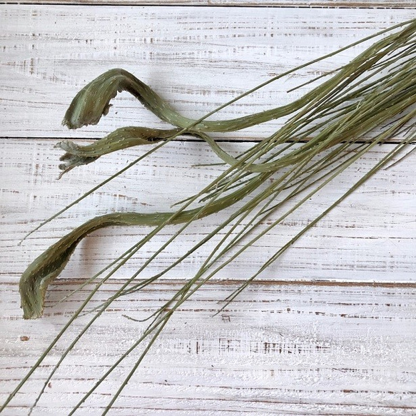 石化エニシダ 100cm 1本 高クオリティ ドライフラワー 花材 そのまま