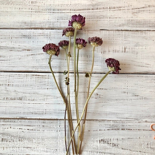 ジニア（百日草）大サイズ7本セット ドライフラワー 花材 そのまま