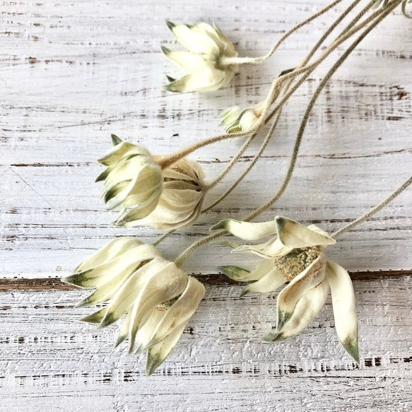 フランネルフラワー ロング50cm 3本セット ドライフラワー花材 ハー