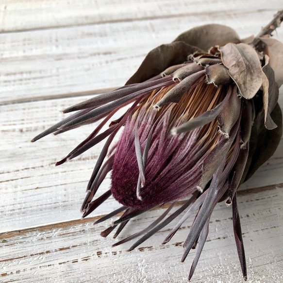 プロテア シャロン」58cm1本 そのまま飾れる高品質ドライフラワー 花材