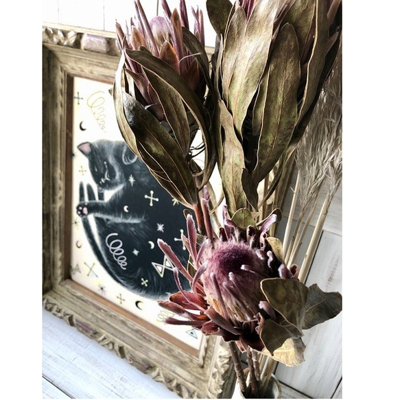 「プロテア ピンクアイス」55cm1本 そのまま飾れる高品質ドライフラワー 花材　インテリアやスワッグ　撮影小道具などに 4枚目の画像