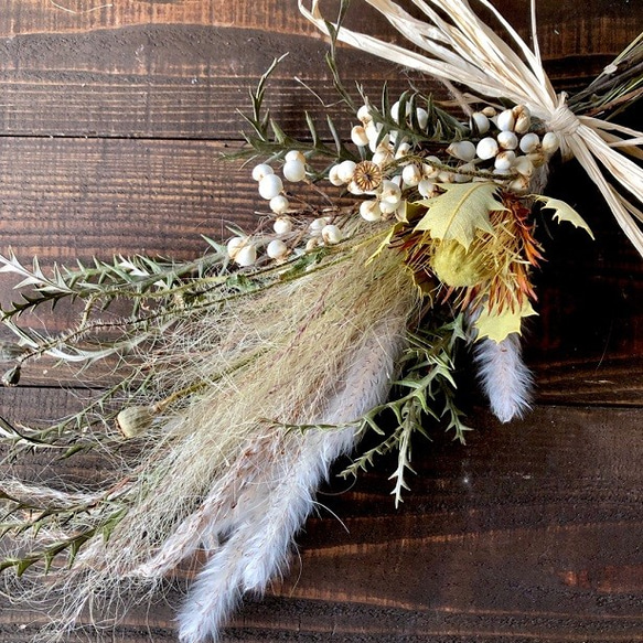 星月猫☆「ドライアンドラ とステパ、グレビレアアイバンホーの