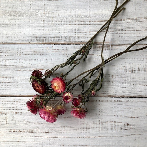 帝王貝細工 ヘリクリサム5本セット 茎付きピンク系 ドライフラワー花材