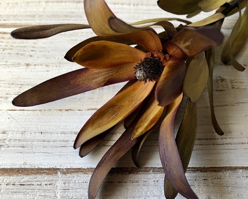 リュ―カデンドロンサファリサンセット1本 55cm 高品質ドライフラワー花