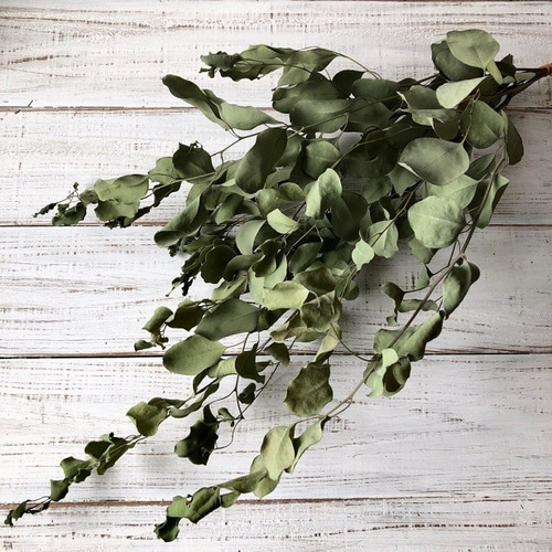 No.107 ユーカリポポラス　ドライフラワー　花材　８０サイズ No.107 ユーカリポポラス ドライフラワー 花材 80サイズ - メルカリ