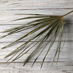 星月猫☆「シュロの葉っぱ1枚」そのまま飾って可愛いドライ