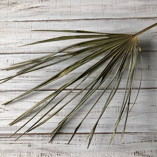 ドライフラワー 壁掛け用葉デザイン はっぱ丸　人気キャラクター ドライフラワー 壁掛け用葉デザイン はっぱ丸 人気キャラクター ドライ