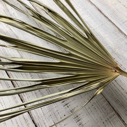 ドライフラワー 壁掛け用葉デザイン はっぱ丸 人気キャラクター ドライ