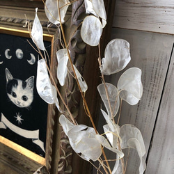 ルナリア ピュアホワイト ショート3本 30～40cm ドライフラワー花材　そのままインテリアやスワッグ　撮影小道具など 3枚目の画像