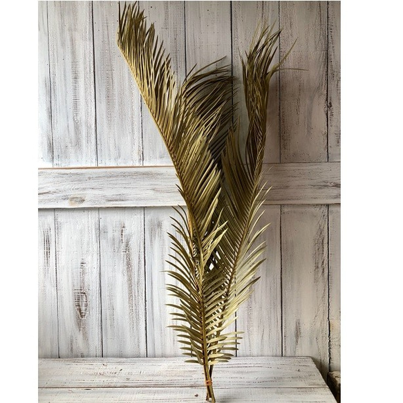 曲がり】 ソテツ 1,9m ソテツ 大株 引取り限定 希少 曲がりソテツ