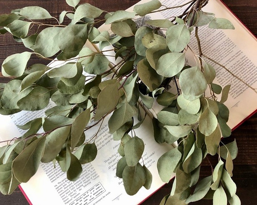 アナベルとユーカリドライフラワー(ポポラスとシルバーダラー)スワッグや花材にも アナベルとユーカリドライフラワー(ポポラスとシルバーダラー