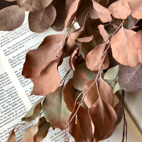 ユーカリポポラス6本セット （エイジングオレンジ)ユーカリのシンプル