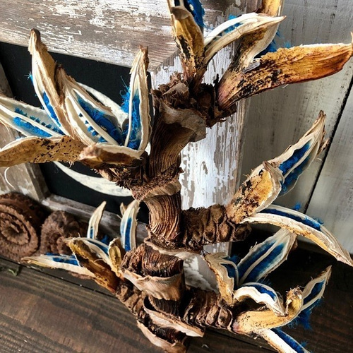 旅人の木 タビビトノキ 小サイズ ドライフラワー そのままインテリアや