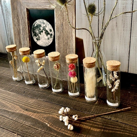 パンパスグラス ドライフラワー 7本 パンパスグラスの購入ガイド