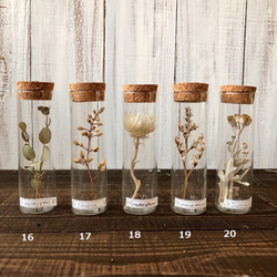 星月猫★7本セット「20種類から選べる植物標本」ドライフラワー　シンプルに植物の美しさを楽しむ　パンパスグラス、ミモザ 5枚目の画像
