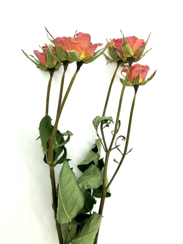 星月猫★ドライフラワー花材　ミニ薔薇6輪2本　２トーンピンク　スワッグやハーバリウムなどに 2枚目の画像