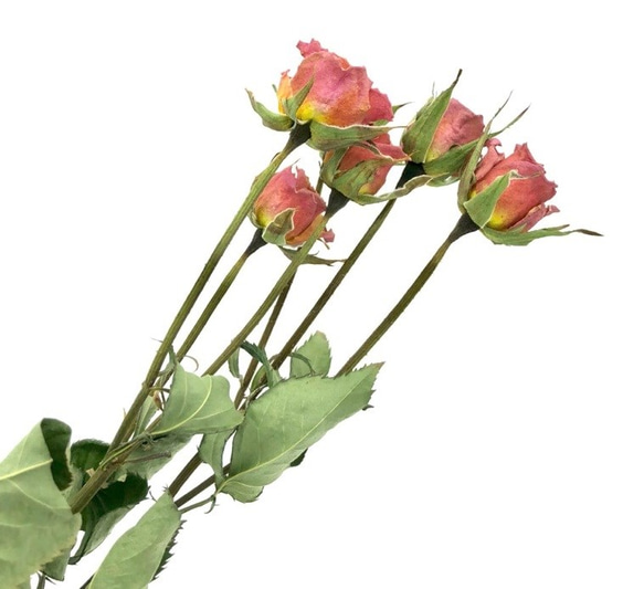 星月猫★ドライフラワー花材　ミニ薔薇6輪2本　２トーンピンク　スワッグやハーバリウムなどに 4枚目の画像