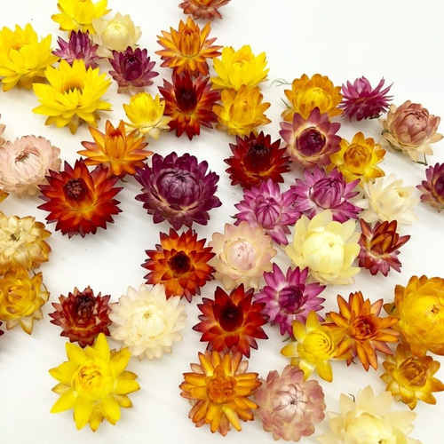ドライフラワー 3種の花材セット 貝細工など ドライフラワー 3種の花材セット 貝細工など