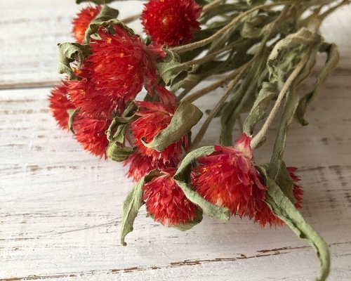 【美品】ドルガバ★フラワー★ボタニカル★レッド★ジャケット★レア はわせドールワンピース＆ヘッドドレスセット 王冠がま口Bag