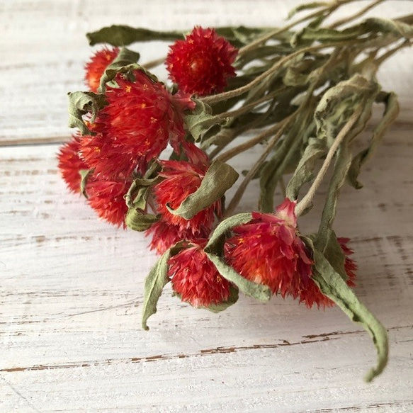 ドライフラワー★アレンジメント★グレビレア　ニゲラ　ストロベリーフィールド　癒し ドライフラワー☆アレンジメント☆グレビレア ニゲラ ストロベリー