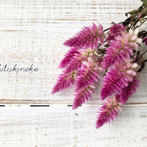 Sサイズ☆セロシア ローズベリーパフェ10本 Sサイズ ドライフラワー花