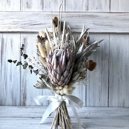 プロテアキングホワイト 1フラワー プロテア開花 2024年｜園芸日記byBP