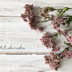 フジバカマ ピンク10本セット ドライフラワー花材 ハーバリウム