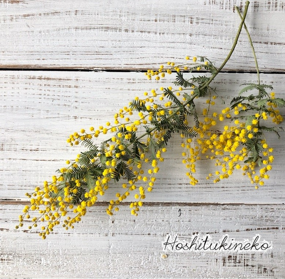 ミモザ 枝 押し花 素材 花材（生花ミモザ 5本セット (20〜30cm