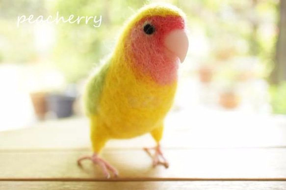 羊毛コザクラインコ　りんごちゃん 4枚目の画像