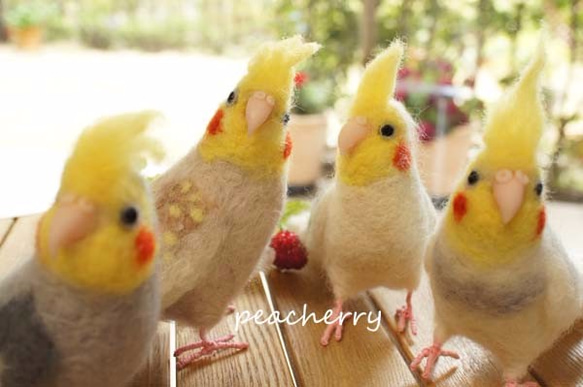 羊毛オカメインコ　 5枚目の画像