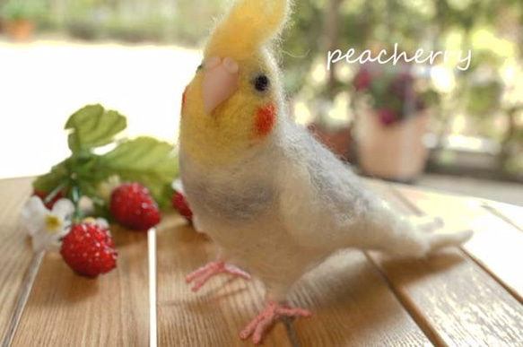 羊毛オカメインコ　ぷりんちゃん 1枚目の画像