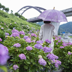 【晴雨兩用跳傘】kirie點花紫水晶 第2張的照片